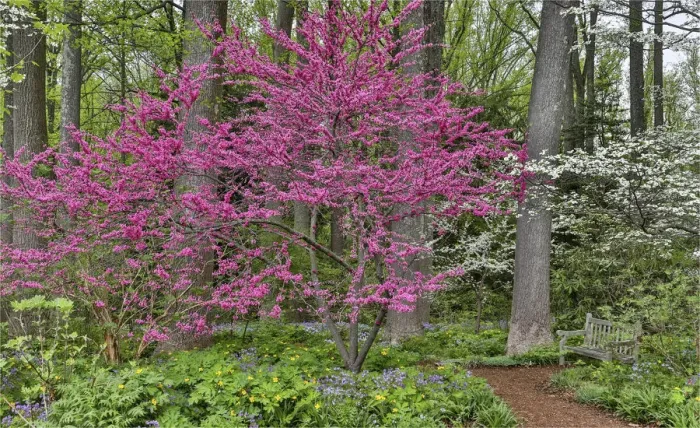 Framed Print : Redbud tree in full bloom. Mt. Cuba Garden, Hockessin, Delaware