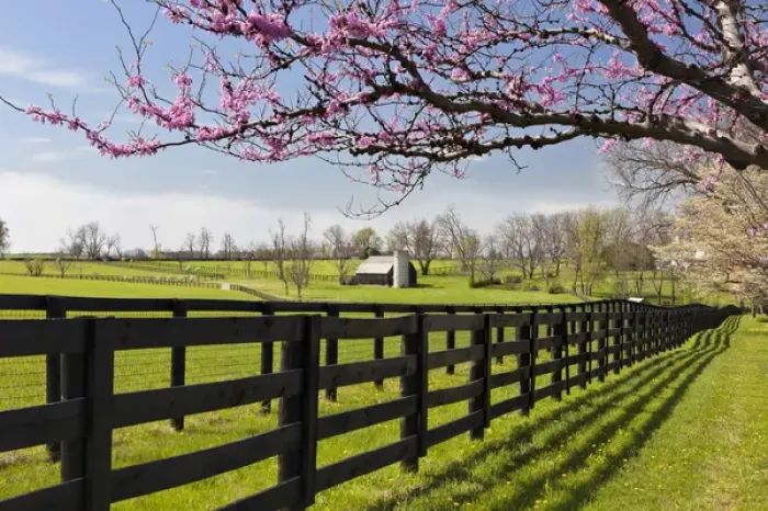 Framed Print : Redbud trees in full bloom, Lexington, Kentucky