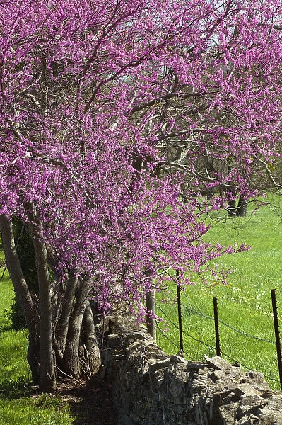 Redbud trees in full bloom, Lexington, Kentucky