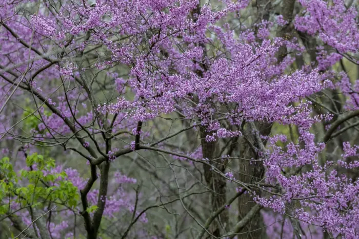 Framed Print : Redbud trees blooms in spring, Marion County, Illinois