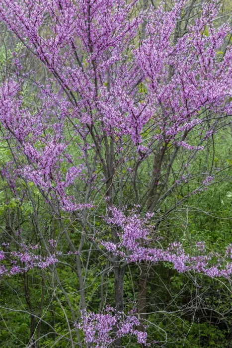 Framed Print : Redbud trees blooms in spring, Marion County, Illinois Framed Print : Redbud trees blooms in spring, Marion County, Illinois