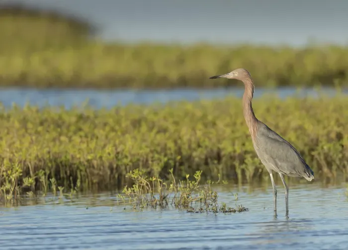 Framed Print : Reddish egret, Egret rufescens, Espiritu Santo, Welder Flats, San Antonio Bay, Texas