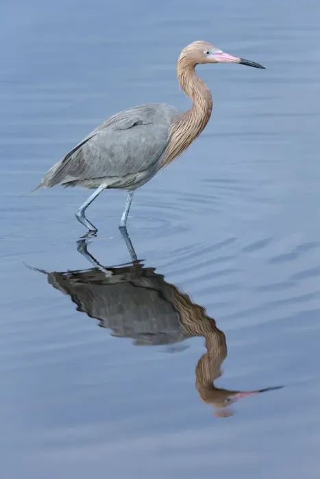 Framed Print : Reddish egret, Egretta rufescens, Merritt Island NWR, Florida, USA Framed Print : Reddish egret, Egretta rufescens, Merritt Island NWR, Florida, USA