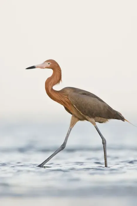 Framed Print : Reddish Egret (Egretta rufescens) adult hunting in shallow bay, Texas