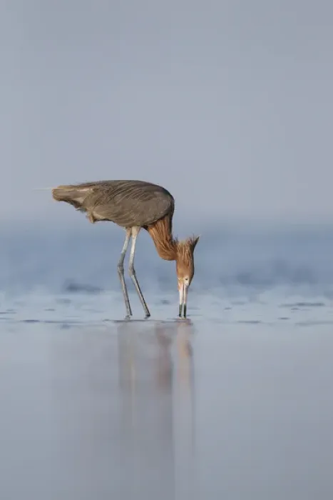 Framed Print : Reddish Egret (Egretta rufescens) feeding Framed Print : Reddish Egret (Egretta rufescens) feeding