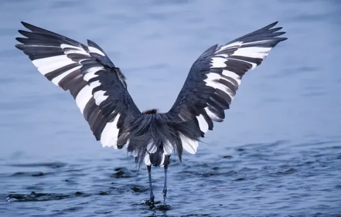 Framed Print : Reddish Egret (Egretta rufescens) - a peculiar hybrid of the dark and the white morphs fishing