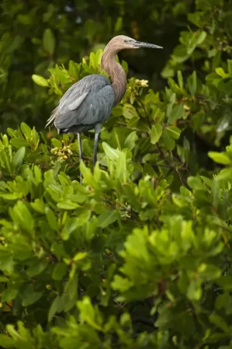 Framed Print : Reddish Egret (Egretta rufescens) Sian Ka an Biosphere Reserve Framed Print : Reddish Egret (Egretta rufescens) Sian Ka an Biosphere Reserve