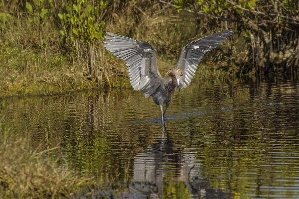 Reddish egret fishing, Merritt Island National Wildlife Refuge, Florida