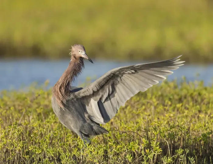 Framed Print : Reddish egret hunting for prey, Egret rufescens, Espiritu Santo, Welder Flats, San Antonio Bay