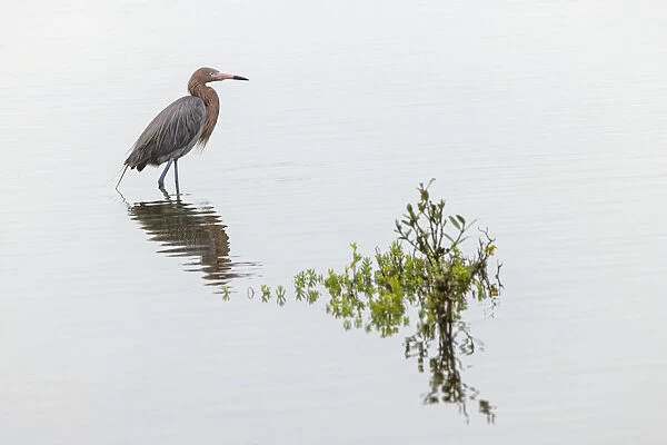 Reddish egret and reflection, South Padre Island, Texas