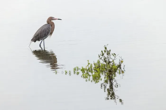 Framed Print : Reddish egret and reflection, South Padre Island, Texas Framed Print : Reddish egret and reflection, South Padre Island, Texas