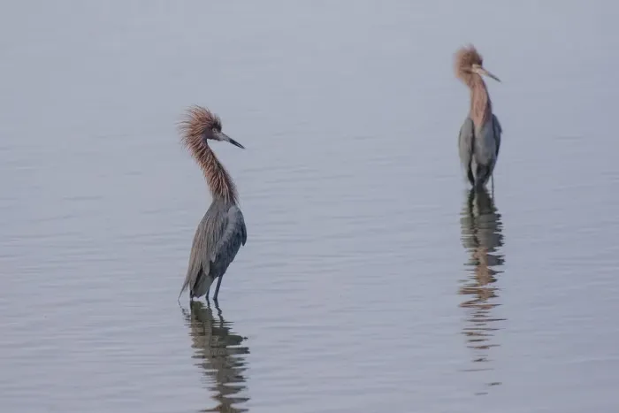 Framed Print : Reddish egrets (Egretta rufescens) standing in bay Framed Print : Reddish egrets (Egretta rufescens) standing in bay