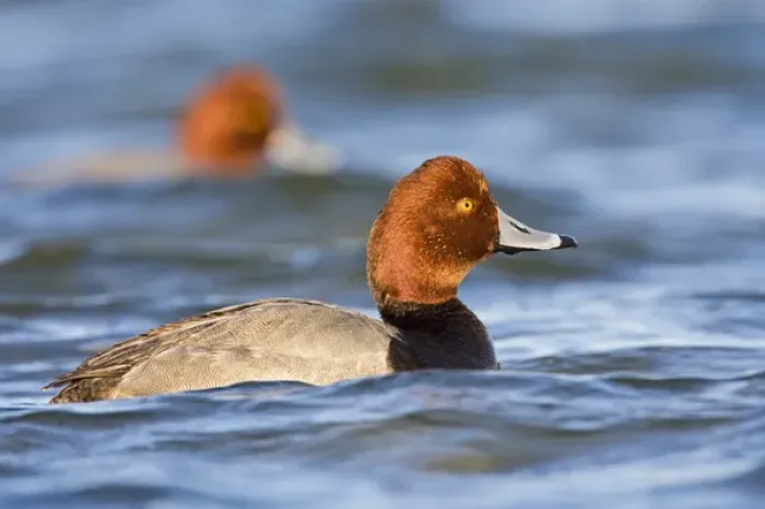 Framed Print : Redhead (Aythya americana) duck, adult male swimming on the Laguna Madre (bay) near Framed Print : Redhead (Aythya americana) duck, adult male swimming on the Laguna Madre (bay) near