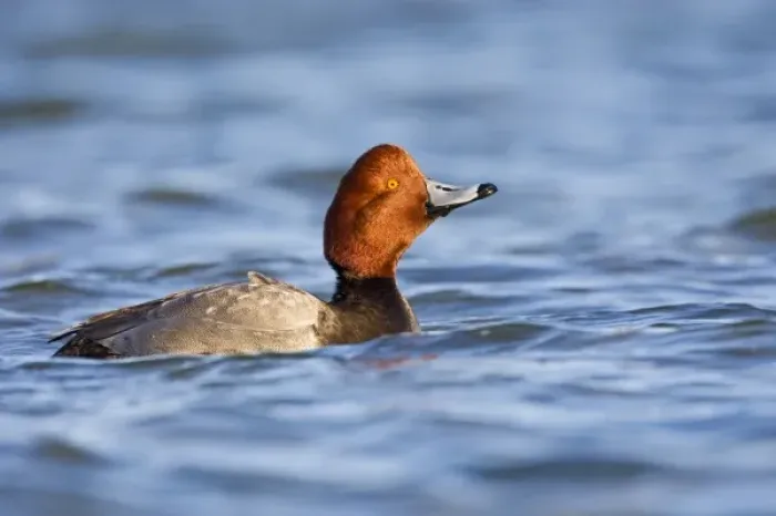 Framed Print : Redhead (Aythya americana) duck, adult male swimming on the Laguna Madre (bay) near Framed Print : Redhead (Aythya americana) duck, adult male swimming on the Laguna Madre (bay) near