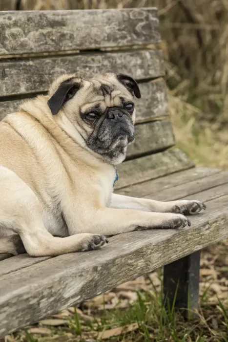 Framed Print : Redmond, Washington State, USA. Fawn-colored Pug, Buddy, resting on a wooden park Framed Print : Redmond, Washington State, USA. Fawn-colored Pug, Buddy, resting on a wooden park