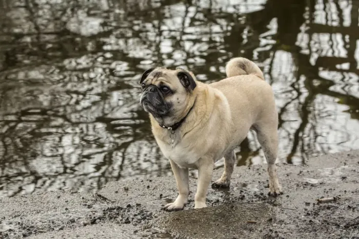 Framed Print : Redmond, Washington State, USA. Fawn-colored Pug, Buddy, posing by the Sammamish Framed Print : Redmond, Washington State, USA. Fawn-colored Pug, Buddy, posing by the Sammamish