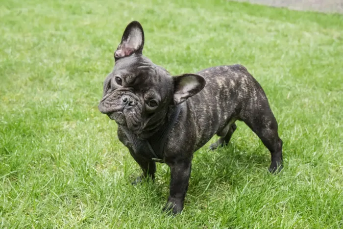 Framed Print : Redmond, Washington State, USA. Portrait of a French Bulldog. (PR) Framed Print : Redmond, Washington State, USA. Portrait of a French Bulldog. (PR)