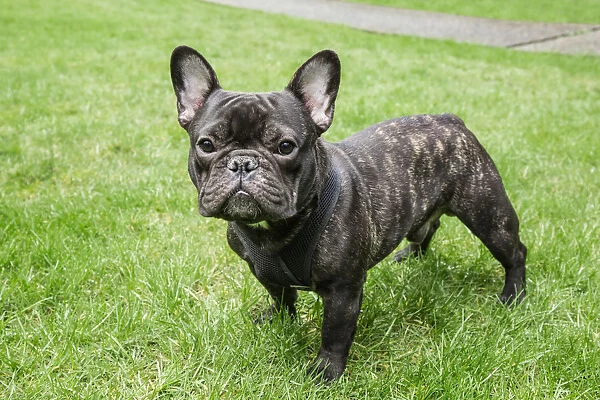 Redmond, Washington State, USA. Portrait of a French Bulldog also known as the Frenchie