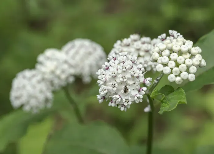 Framed Print : Redring milkweed, white-flowered milkweed, Asclepias variegata, Mammoth Cave National Park Framed Print : Redring milkweed, white-flowered milkweed, Asclepias variegata, Mammoth Cave National Park