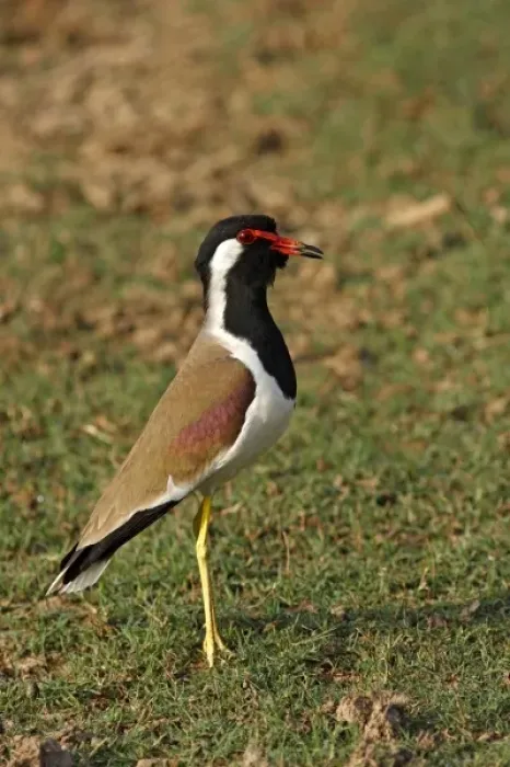 Framed Print : Redwattled Lapwing, Ranthambhor National Park, India