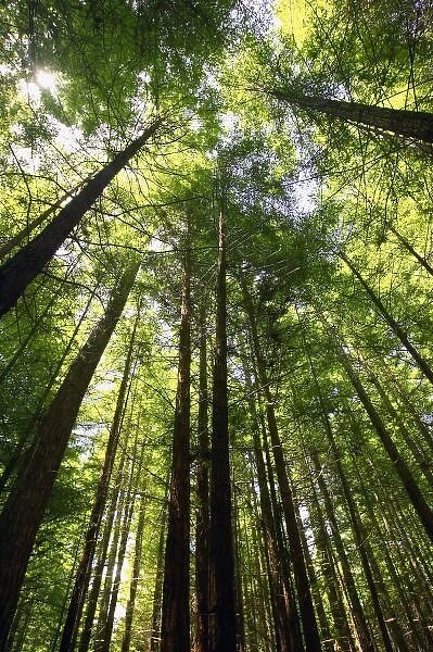 Redwood Forest, Rotorua, New Zealand