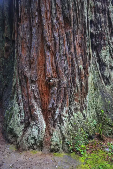 Framed Print : Redwood National Park, base of a giant redwood tree
