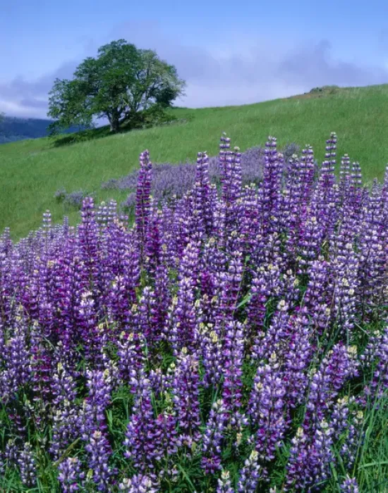 Framed Print : Redwood National Park, California. USA. River lupine (Lupinus rivularis) & Oregon white oak tree