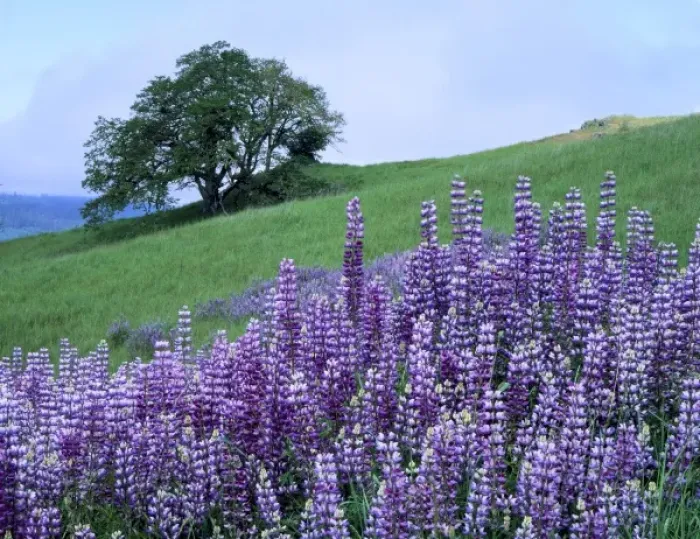 Framed Print : Redwood National Park, California. USA. River lupine (Lupinus rivularis) & Oregon white oak tree Framed Print : Redwood National Park, California. USA. River lupine (Lupinus rivularis) & Oregon white oak tree