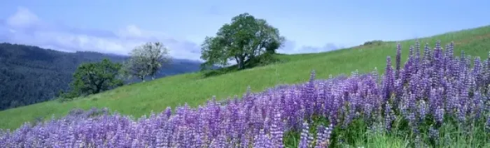 Framed Print : Redwood National Park, California. USA. River lupine (Lupinus rivularis) & Oregon white oak trees Framed Print : Redwood National Park, California. USA. River lupine (Lupinus rivularis) & Oregon white oak trees