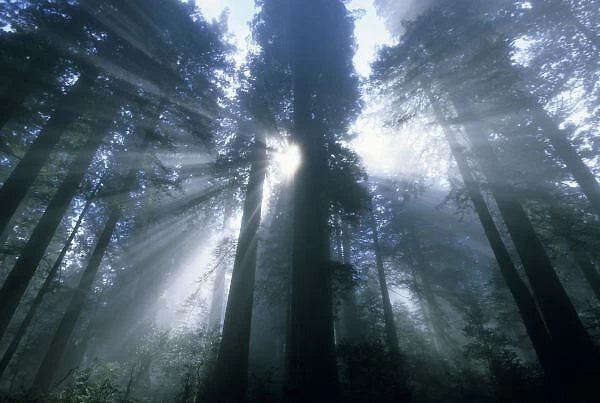 Redwood National Park, Del Norte County, foggy dawn in Lady Bird Grove, California