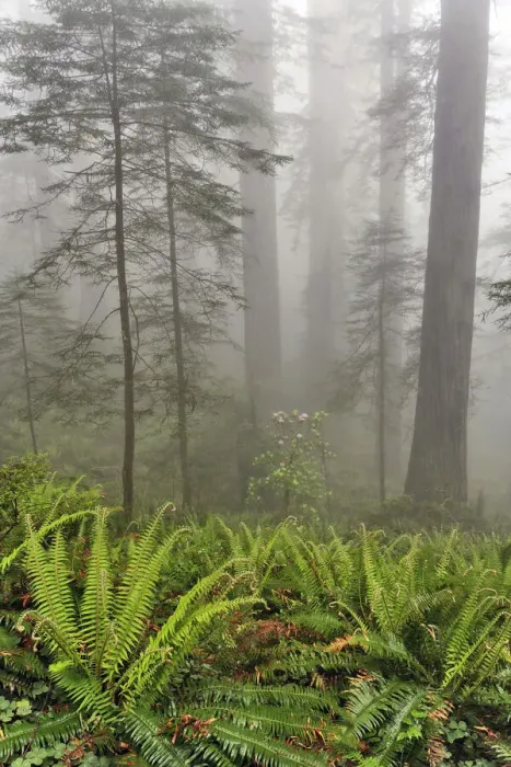 Framed Print : Redwood trees and ferns in fog. Redwood National Park, California Framed Print : Redwood trees and ferns in fog. Redwood National Park, California