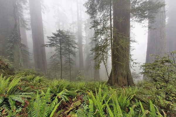 Redwood trees and ferns in fog. Redwood National Park, California