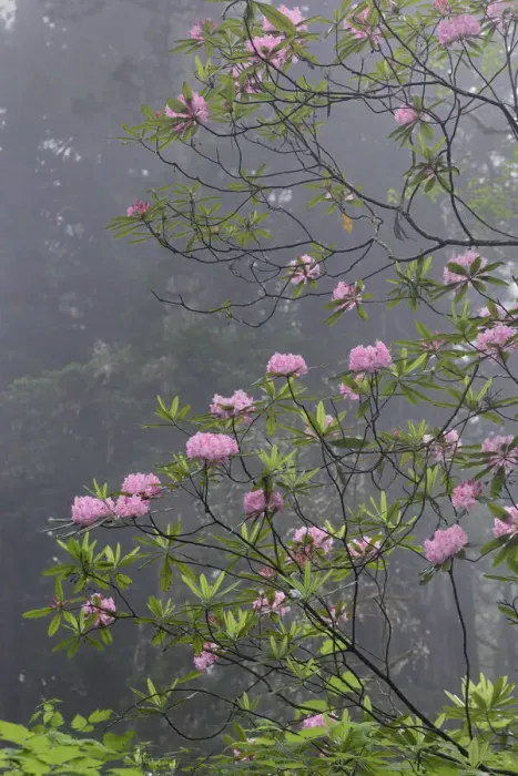 Framed Print : Redwood trees and Pacific Rhododendron in fog, Redwood National Park, California Framed Print : Redwood trees and Pacific Rhododendron in fog, Redwood National Park, California