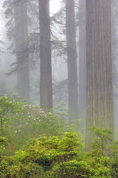 Redwood trees and Pacific Rhododendron in fog, Redwood National Park, California