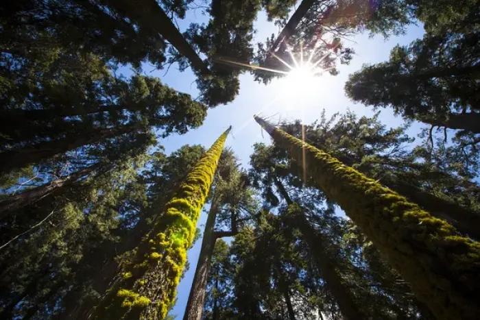 Framed Print : RedwoodNational Park, California. USA. Skyward shot of giant redwood trees Framed Print : RedwoodNational Park, California. USA. Skyward shot of giant redwood trees