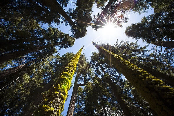 RedwoodNational Park, California. USA. Skyward shot of giant redwood trees
