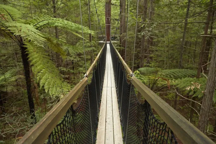 Framed Print : Redwoods Treewalk at The Redwoods (Whakarewarewa Forest), Rotorua, North Island, New