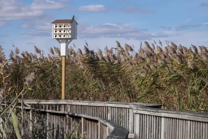 Framed Print : Reedgrass along wooden boardwalk Framed Print : Reedgrass along wooden boardwalk