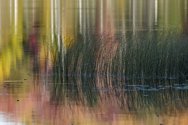 Reeds and abstract reflection of fall colors on Council Lake, Upper Peninsula of Michigan