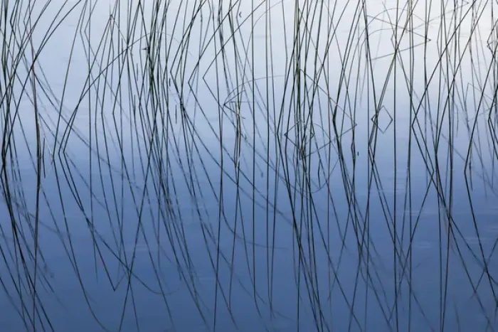 Framed Print : Reeds and reflection Thornton Lake, Hiawatha National Forest, Upper Peninsula of Michigan Framed Print : Reeds and reflection Thornton Lake, Hiawatha National Forest, Upper Peninsula of Michigan