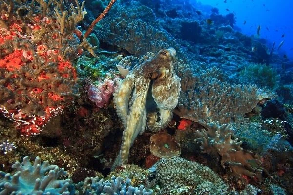 Reef Octopus (Octopus cyanea), Wetar Island, Banda Sea, Indonesia