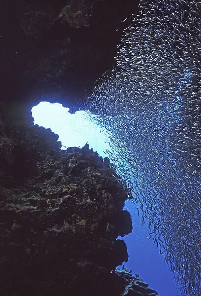 05. Reef Silverside, Allanetta harringtonensis