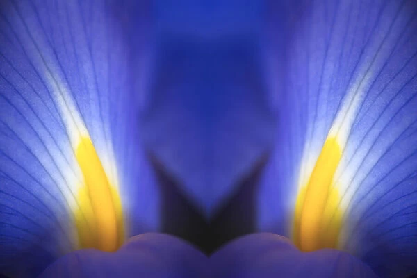 Reflected view of Iris petals close-up