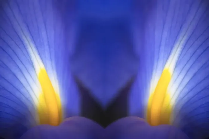 Framed Print : Reflected view of Iris petals close-up