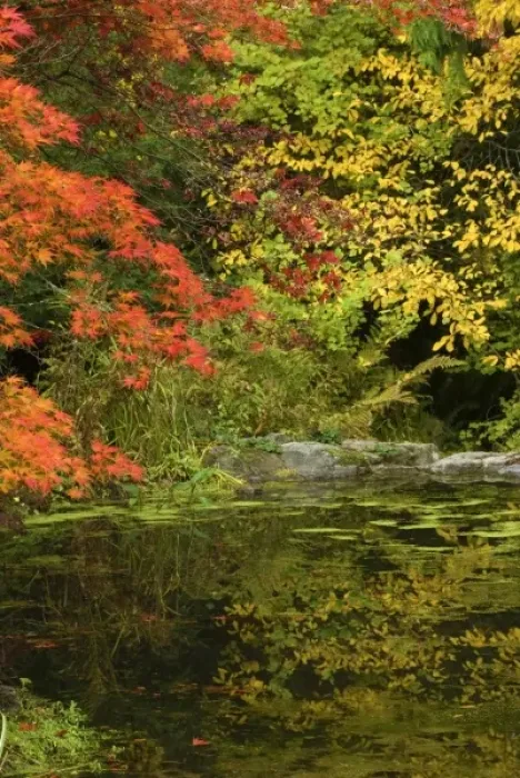 Framed Print : Reflection of Fall Foliage in Pond Framed Print : Reflection of Fall Foliage in Pond