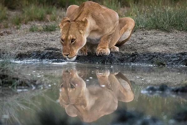 Reflection of a lioness, Panthera leo, drinking at a watering hole. Ndutu, Ngorongoro Conservation Area, Tanzania