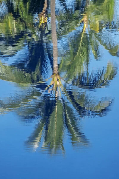 Reflection of palm trees on water