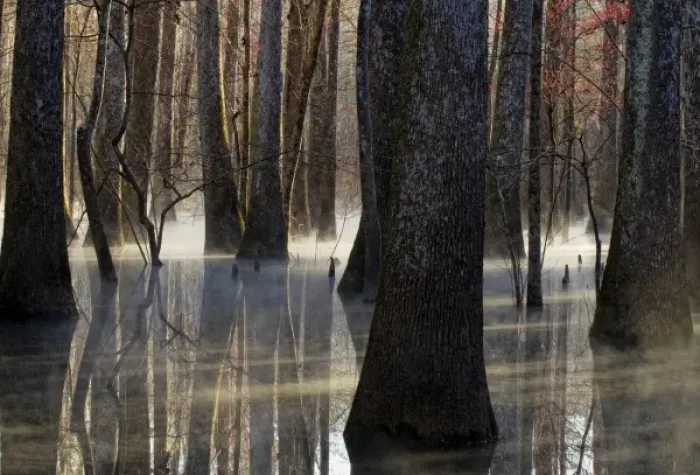 Framed Print : Reflections, cool morning mist, inside a floodplain forest, Florida Caverns State Park Framed Print : Reflections, cool morning mist, inside a floodplain forest, Florida Caverns State Park