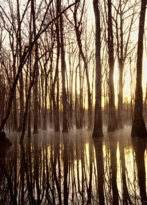 Framed Print : Reflections, cool morning mist, inside a floodplain forest, Florida Caverns State Park Framed Print : Reflections, cool morning mist, inside a floodplain forest, Florida Caverns State Park