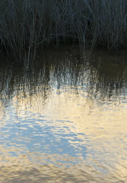 Framed Print : Reflections, Merritt Island National Wildlife Refuge, Titusville, Florida, USA